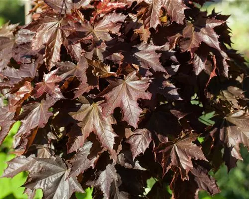 Acer platanoides 'Crimson King' Acer platanoides 'Crimson King'