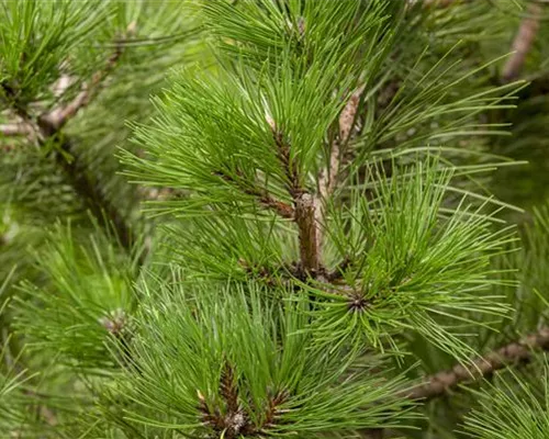 Pinus nigra ssp.nigra Pinus nigra ssp.nigra