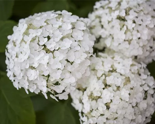 Hydrangea arbor.'Strong Annabelle' -R-