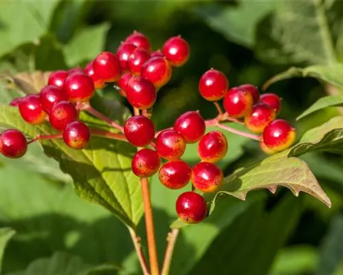 Viburnum opulus Viburnum opulus