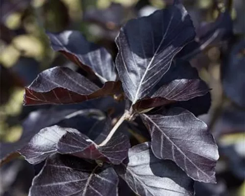 Fagus sylvatica 'Dawyck Purple'