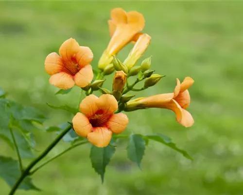 Campsis tagliabuana 'Mme Galen'