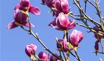 Rote Lilienmagnolie