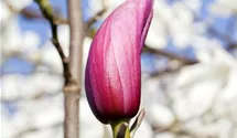 Rote Lilienmagnolie