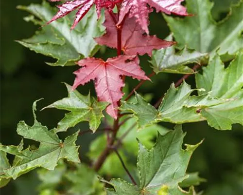 Acer platanoides 'Crimson Sentry' Acer platanoides 'Crimson Sentry'