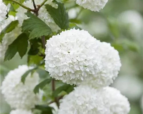 Viburnum opulus 'Roseum' Viburnum opulus 'Roseum'