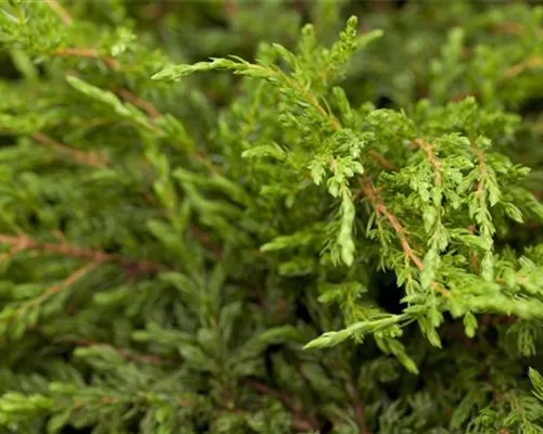 Juniperus com.'Repanda'
