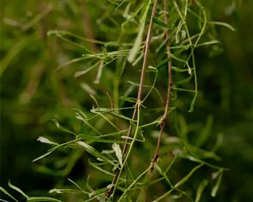 Caragana arborescens Caragana arborescens