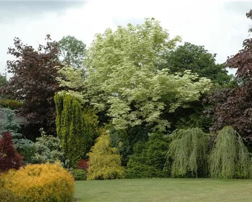 Acer platanoides 'Drummondii' Acer platanoides 'Drummondii'