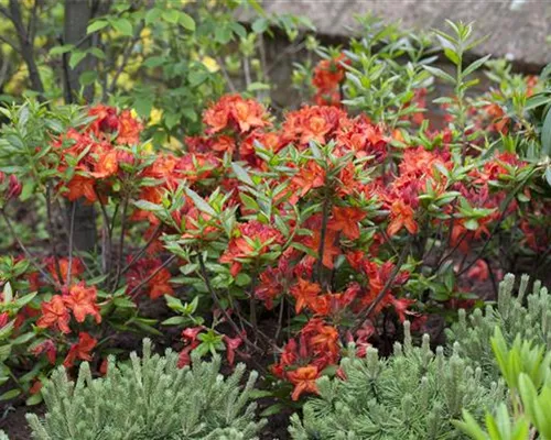 Rhododendron lut.'Parkfeuer' I Rhododendron lut.'Parkfeuer' I