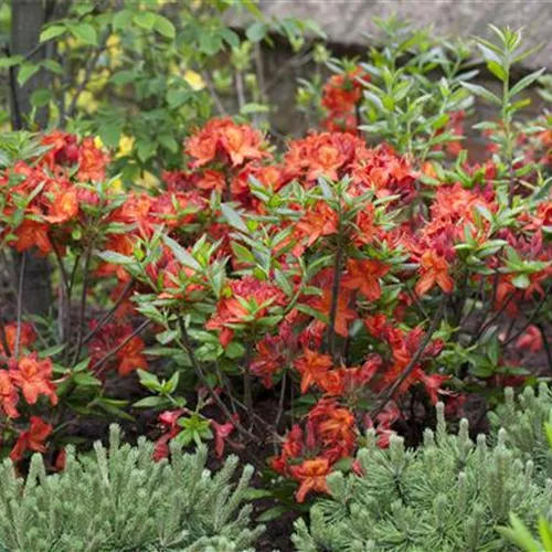 Rhododendron lut.'Parkfeuer' I