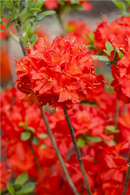 Rhododendron lut.'Parkfeuer' I