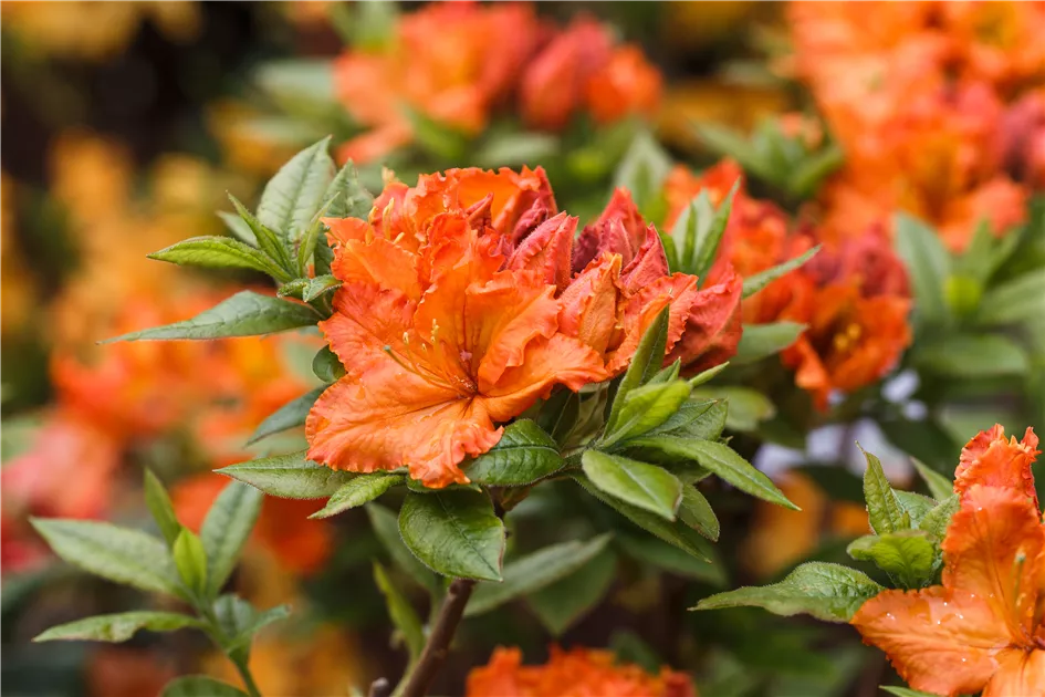 Rhododendron lut.'Parkfeuer' I - Baumschule Teuffenbach
