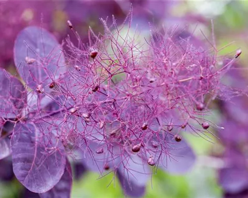 Cotinus coggygria 'Royal Purple'