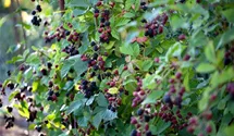 Stachellose Brombeere