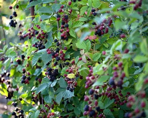 Rubus frut.'Loch Ness' -S- CAC Rubus frut.'Loch Ness' -S- CAC