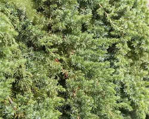 Juniperus conferta 'Blue Pacific'