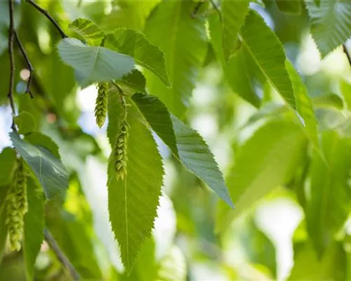 Carpinus betulus Carpinus betulus