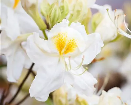 Rhododendron lut.'Schneegold' II Rhododendron lut.'Schneegold' II