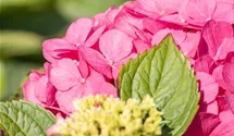 Gartenhortensie - rosa