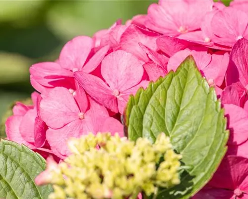 Hydrangea m. 'Bouquet Rose' Hydrangea m. 'Bouquet Rose'