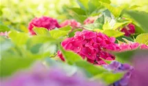 Gartenhortensie - rosa