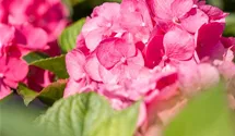 Gartenhortensie - rosa