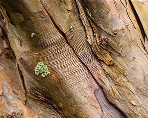 Acer pseudoplatanus Acer pseudoplatanus