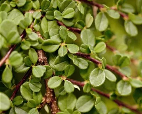Cotoneaster micro.'Streibs Findling' Cotoneaster micro.'Streibs Findling'