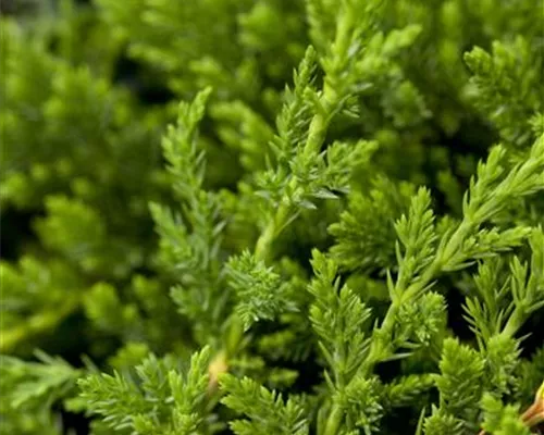 Juniperus horizontalis 'Prince of Wales'