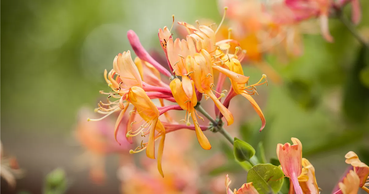 Lonicera henryi - Baumschule Teuffenbach