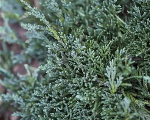 Juniperus horizontalis 'Wiltonii' Juniperus horizontalis 'Wiltonii'