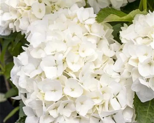 Hydrangea m. 'Soeur Therese'