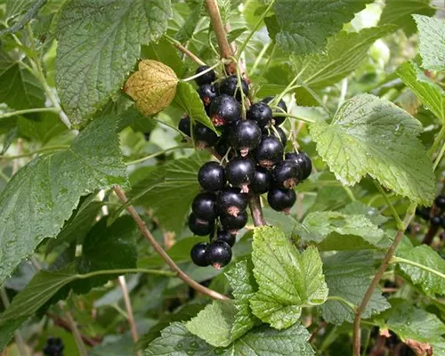 Ribes nigrum 'Titania' -S- CAC II Ribes nigrum 'Titania' -S- CAC II