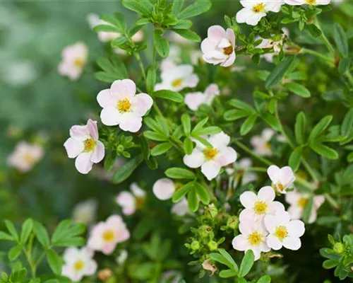 Potentilla fruticosa 'Lovely Pink' -R-