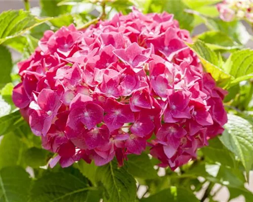 Hydrangea m. 'Alpenglühen'