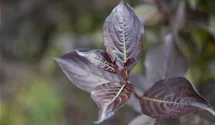 Weigelie - rosa