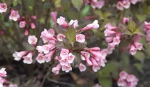 Weigelie - rosa