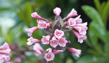 Weigelie - rosa