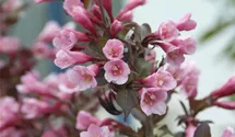 Weigelie - rosa