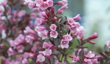 Weigelie - rosa