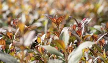 Weigelie - rosa