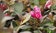 Weigelie - rosa