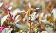 Weigelie - rosa