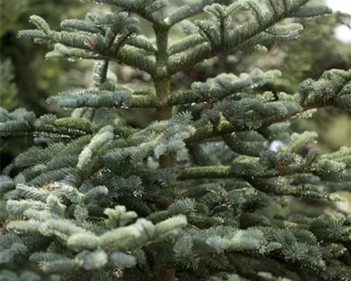 Abies concolor