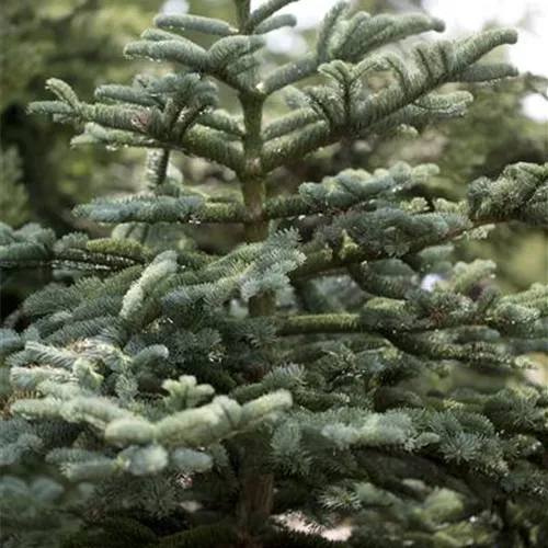 Abies concolor