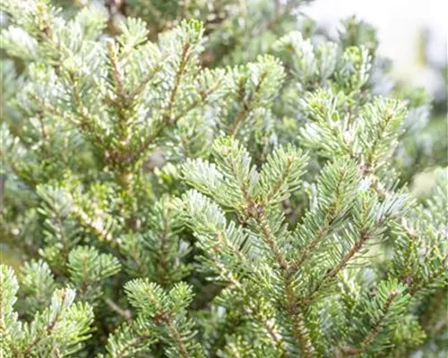 Abies koreana 'Sämling'