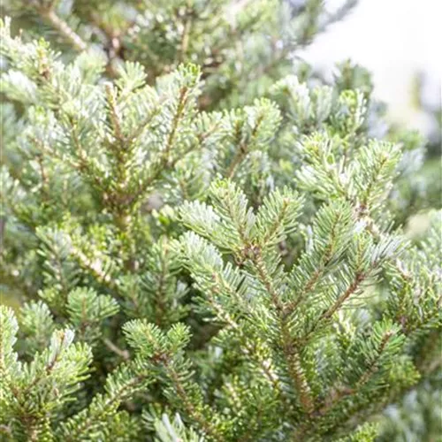 Abies koreana 'Sämling'