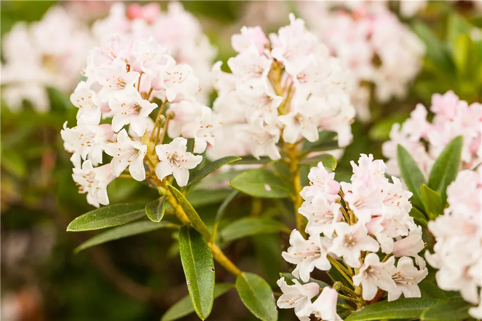 Rhododendron micranthum 'Bloombux' - Baumschule Teuffenbach