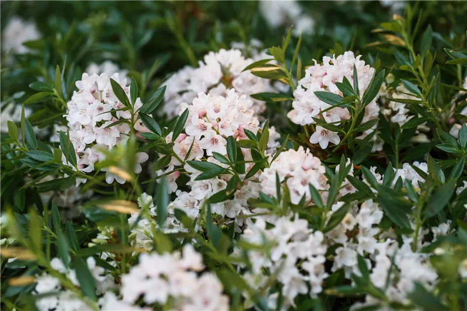 automatischer wasserspender für topfpflanzen com-four® 4x Automatische Bewässerung für Zimmerpflanzen main image 0